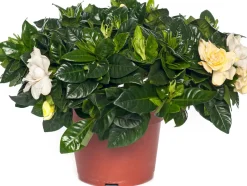 Gardenie (Gardenia jasminoides) D 13 cm H 25 cm