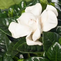 Gardenie (Gardenia jasminoides) D 13 cm H 25 cm