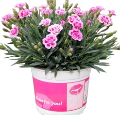Garten-Nelke (Dianthus 'Pink Kisses') D 13 H 15 cm