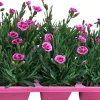 Garten-Nelke (Dianthus 'Pink Kisses') D 9 H 10 cm 6 Pflanzen