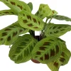 Gebetspflanze (Maranta leuconeura 'Fantasy') D 12 H 30 cm