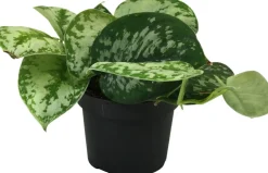 Gefleckte Efeutute (Scindapsus pictus 'Trebie') D 12 H 25 cm