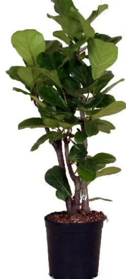 Geigenfeige (Ficus lyrata) D 24 H 120 cm