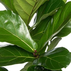 Geigenfeige (Ficus lyrata) D 24 H 120 cm
