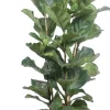 Geigenfeige (Ficus lyrata) D 34 H 180 cm