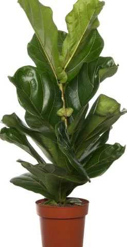 Geigenfeige (Ficus lyrata) D 17 H 65 cm