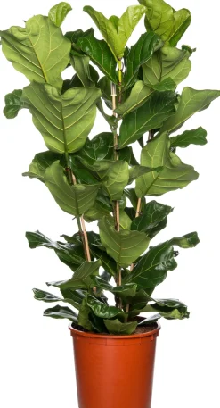 Geigenfeige (Ficus lyrata) D 34 cm H 140 cm