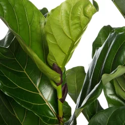 Geigenfeige (Ficus lyrata) D 34 cm H 140 cm