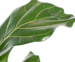 Geigenfeige (Ficus lyrata) D 21 H 100 cm