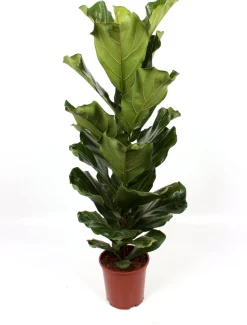 Geigenfeige (Ficus lyrata) D 21 H 100 cm