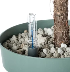 Geigenfeige Stämmchen (Ficus lyrata) D 27 H 140 cm