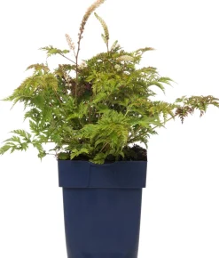 Geissbart (Aruncus aethusifolius) D 11 H 10 cm