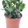 Geldbaum (Crassula ovata 'Hulk') D 12 H 18 cm