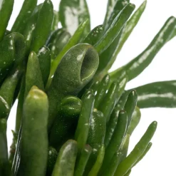 Geldbaum (Crassula ovata 'Hobbit') D 12 H 20 cm