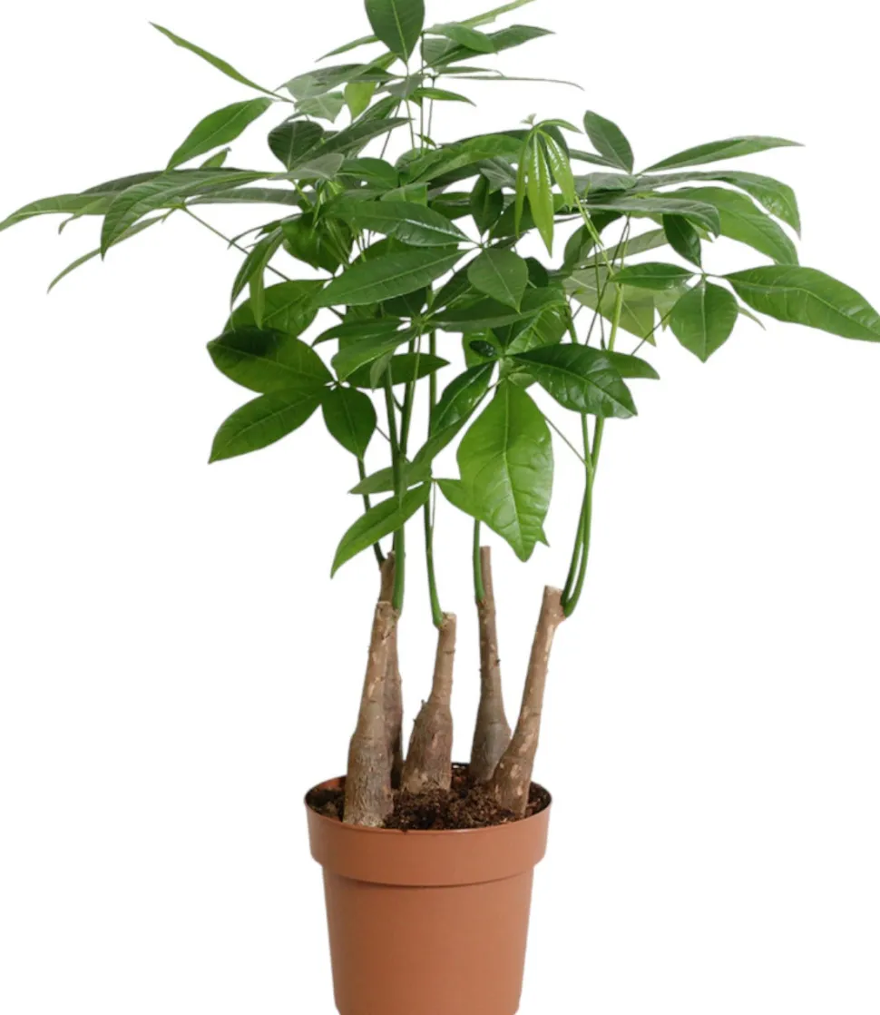 Geldbaum (Pachira aquatica) D 17 H 50 cm