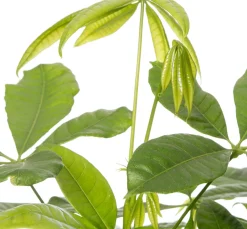 Geldbaum (Pachira aquatica) D 17 H 50 cm