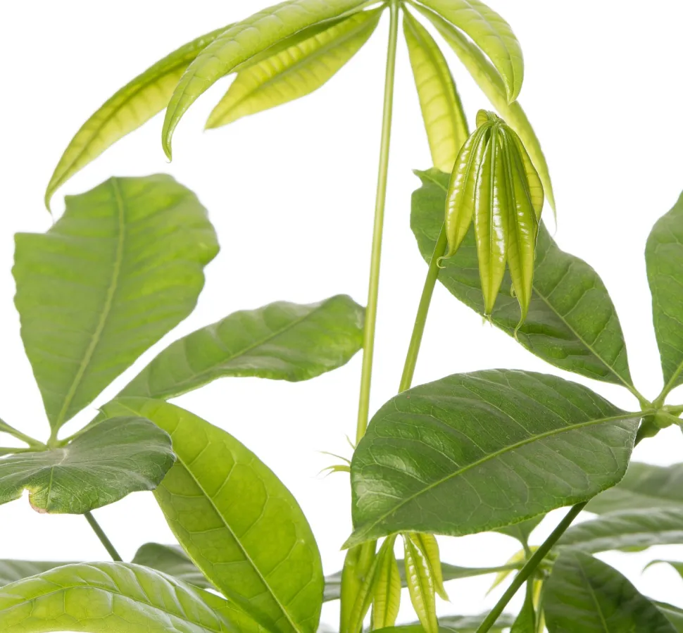 Geldbaum (Pachira aquatica) D 17 H 50 cm