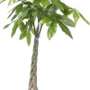 Geldbaum (Pachira aquatica) D 27 H 150 cm
