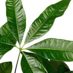 Geldbaum (Pachira aquatica) D 19 H 90 cm