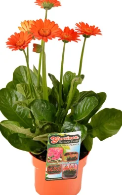 Gerbera (Garvinea) D 17 H 50 cm