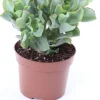 Gewelltblättriges Dickblatt (Crassula undulatifolia 'Magic') D 12 H 17 cm