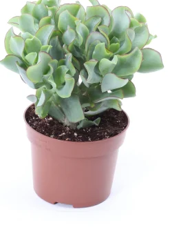 Gewelltblättriges Dickblatt (Crassula undulatifolia 'Magic') D 12 H 17 cm