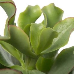 Gewelltblättriges Dickblatt (Crassula undulatifolia 'Magic') D 12 H 17 cm