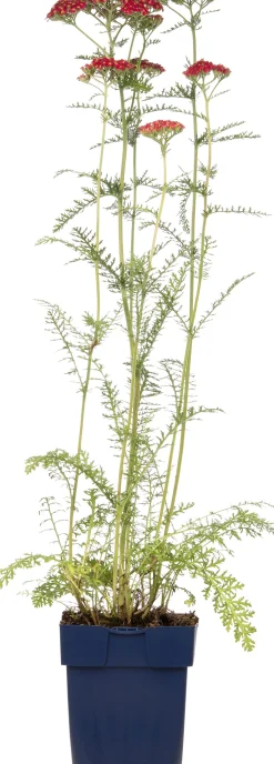 Gewöhnliche Schafgarbe (Achillea millefolium 'Paprika') D 11 H 10 cm