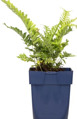 Gewöhnlicher Tüpfelfarn (Polypodium vulgare) D 11 H 10 cm