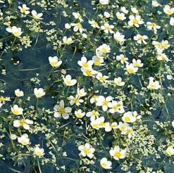 Gewöhnlicher Wasserhahnenfuss (Ranunculus aquatilis) D 11 H 22 cm