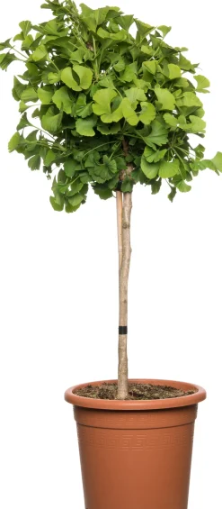 Ginkgo (Ginkgo biloba) D 27 H 90 cm