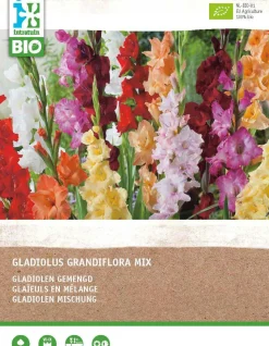 Gladiole (Gladiolus grandiflora) (BIO) Blumenzwiebeln gemischt 25 St.