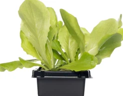 Glashaus-Salat (Lactuca Sativa Type)