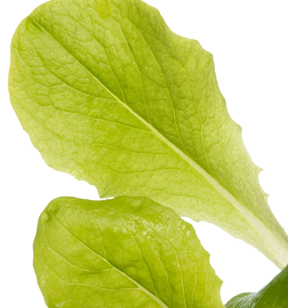 Glashaus-Salat (Lactuca Sativa Type)