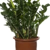 Glücksfeder (Zamioculcas zamiifolia) D 35 cm H 90 cm
