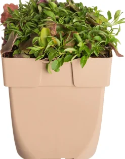 Glockenblume (Campanula rotundifolia) D 11 H 10 cm