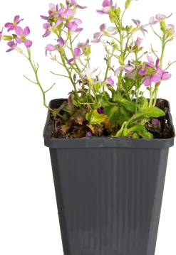 Gänsekresse (Arabis caucasica 'Pinkie') D 9 H 5 cm