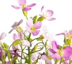 Gänsekresse (Arabis caucasica 'Pinkie') D 9 H 5 cm