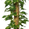 Goldene Efeutute (Epipremnum pinnatum 'Aureum') D 24 H 120 cm