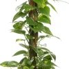 Goldene Efeutute (Epipremnum pinnatum 'Aureum') D 19 cm H 80 cm