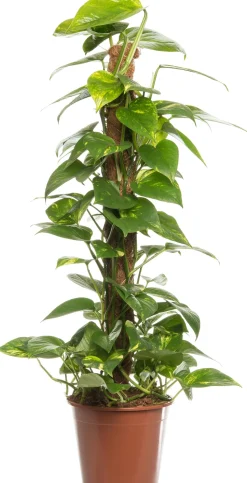 Goldene Efeutute (Epipremnum pinnatum 'Aureum') D 19 cm H 80 cm