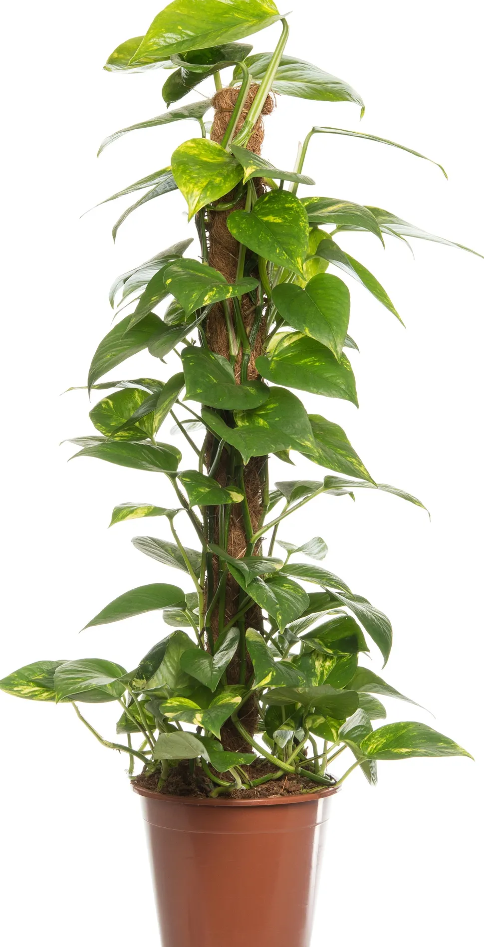 Goldene Efeutute (Epipremnum pinnatum 'Aureum') D 19 cm H 80 cm