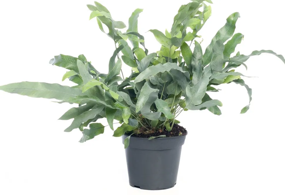 Goldtüpfelfarn (Phlebodium aureum 'Blue Star') D 14 cm H 40 cm