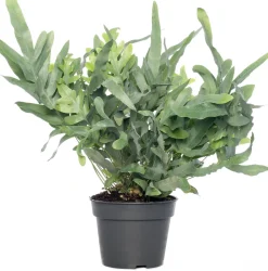 Goldtüpfelfarn (Phlebodium aureum 'Blue Star') D 17 cm H 50 cm
