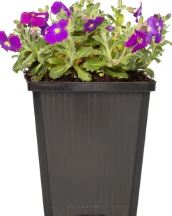 Griechisches Blaukissen (Aubrieta deltoidea 'Hamburg Stadtpark') D 9 H 15 cm