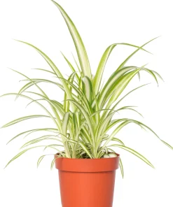 Grünlilie (Chlorophytum comosum) D 12 H 20 cm