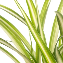 Grünlilie (Chlorophytum comosum) D 12 H 20 cm