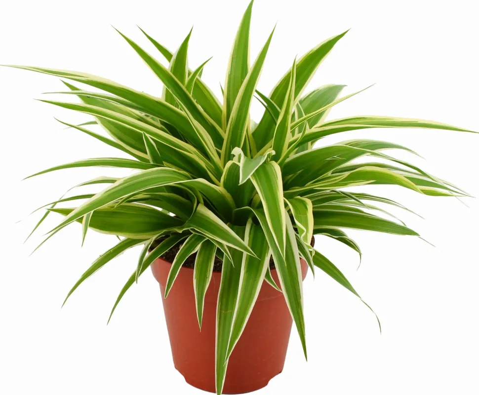 Grünlilie (Chlorophytum comosum 'Ocean') D 12 cm H 15 cm