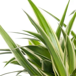 Grünlilie (Chlorophytum comosum 'Ocean') D 12 cm H 15 cm