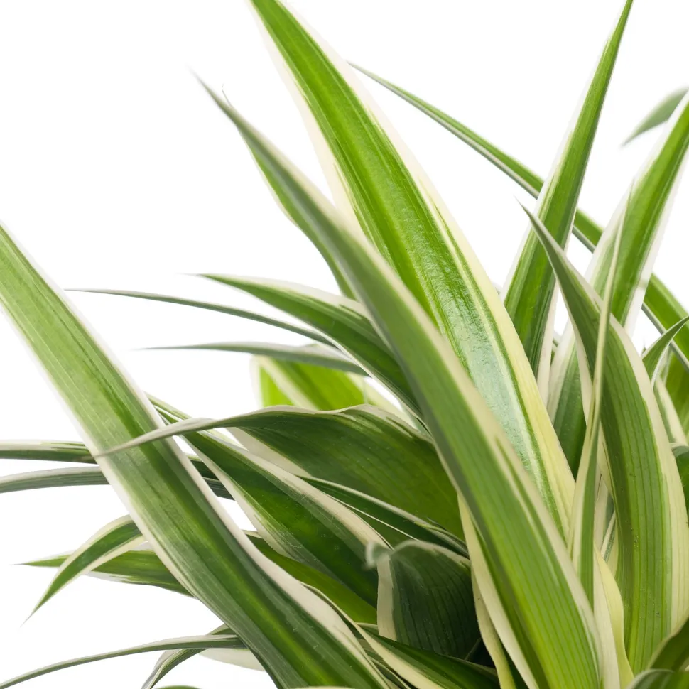 Grünlilie (Chlorophytum comosum 'Ocean') D 12 cm H 15 cm